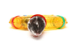 Holmden hill haven began with a few hamsters in the fall of 2003 when i moved into my home at the top of holmden hill. 12 Frequently Asked Hamster Questions And Answers Bechewy