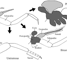 نتیجه جستجوی لغت [appendages] در گوگل