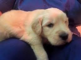 My golden retriever litters are akc registered, vet checked, have their first shots and deworming. Golden Retriever Puppies For Sale Castle Rock Co 272554