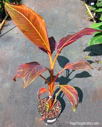 Image result for Musa sp. (Ornamental bananas)