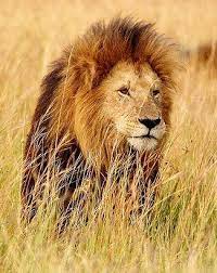 West African Lion Tigers And Other Wild Cats African Lion Wild Cats Lion Africa