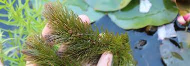 Besoin de matériel de plantation? 8 Plantes Aquatiques Oxygenantes Pour Bassin Ou Mare