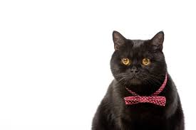 They are quite docile and laid back. Portrait Of Cute Black British Shorthair Cat In Bow Tie Isolated On White Background Free Stock Photo And Image