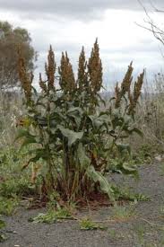 Image result for Rumex