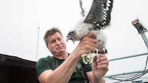 Peregrine falcon, the most widely distributed species of bird of prey, with breeding populations on every continent except antarctica and many oceanic islands. These Peregrine Falcon Chicks Have A Penthouse View Of Nyc Wired