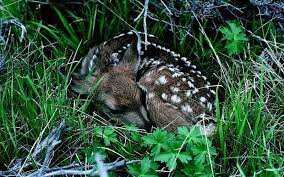 Diskutiere rehe, schlafen im smalltalk archiv forum im bereich smalltalk; Wie Tiere Schlafen 7 Betthupferl Aus Dem Wald Bluhendes Osterreich