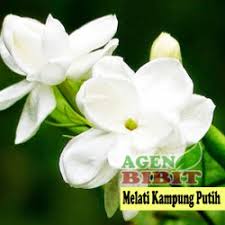 Apabila sobat mengalami mimpi ini, maka hal ini merupakan sebuah pertanda baik. Jual Bunga Melati Putih Murah Harga Terbaru 2021