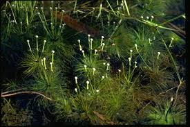 Image result for Eriocaulon setaceum