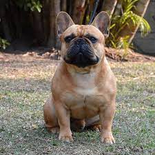 Kusa registered rottweiler puppies available for bookings. French Bulldogs Of Malliki French Bulldogs In South Africa Home Facebook