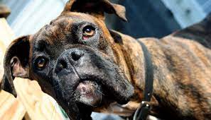 The Important Truth About Spaying And Neutering Your Dog