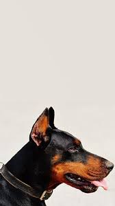 The last of us part 2, naughty dog, video games, headshot, portrait. Get Iphone Backgrounds Uhd Wallpapers Doberman Dog Wallpaper Doberman Wallpaper