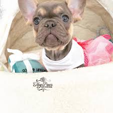 For the past several years i have debated whether to get a pet. Lilac French Bulldog Puppy For Sale Tiny Paws