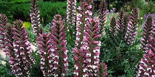 Plante en pot exterieur arbuste en pot exterieur ombre fusionbloxnet plante exterieur ombre en. Plantes D Exterieur Grasse Verte En Pot Grimpante Notre Choix