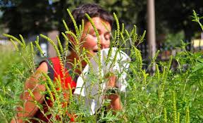 Der hautausschlag wird zusammen mit anderen allergischen symptomen auftreten. Ragweed Belastung Hautinfo