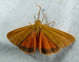 Image result for Melhania virescens