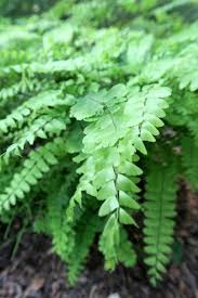 Image result for Adiantum patens