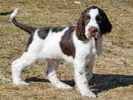 Austin Texas Is A Wonderful Place To Live And Especially With A New English Springer Spaniel Puppy Springer Spaniel English Springer Spaniel English Springer