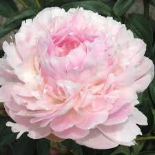 Pin On Light Pink Peonies