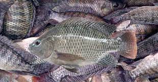 Kursus asas ternakan ikan air tawar Contoh Bisnis Budidaya Ikan Air Tawar Yang Menguntungkan
