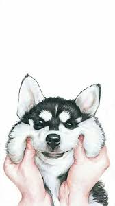 Hav Hav Papel De Parede De Animais Animais Bonitos Papel De Parede Para Iphone