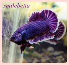 The Aquabid Thread Page 190 Betta Fish Betta Siamese Fighting Fish