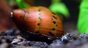 Nerite Snails Algae Eating Care Lifespan Eggs Video Snail Aquarium Fish Tank Aquarium Fish