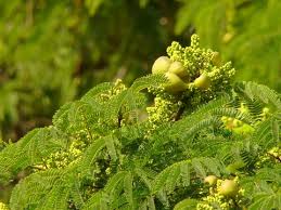Image result for Libidibia coriaria