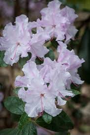 140319 037 Rhododendron Emasculum Jpg Beautiful Flowers Beautiful Flowers Pictures Flowering Trees