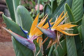 Growing Bird Of Paradise Outside How To Take Care Of Birds Of Paradise Outdoors Birds Of Paradise Plant Paradise Plant Paradise Flowers