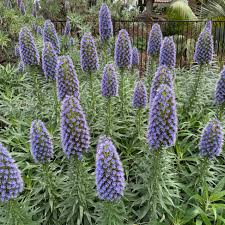 Image result for Echium