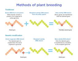 Mrna is genetic modification and once injected, the effects are irreversible. What Is Genetic Modification Curious