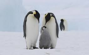 A human may run faster than a crocodile on land, but it will never win a swimming. Do Penguins Have Knees Wonderopolis