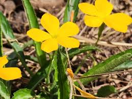 Image result for Tricliceras mossambicense