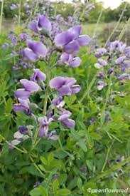 Image result for Indigofera fulvopilosa