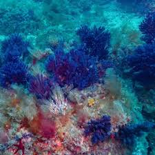 Image result for Moraea clavata