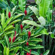 Red Ginger Cone Ginger Flowering Plants Plant Gifts Plants Indoor Plants Online