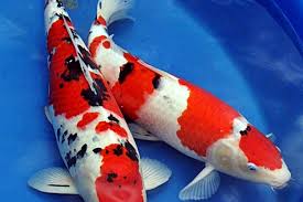 Anda juga memakai budidaya ikan koi dari jual ikan koi. 7 Jenis Ikan Koi Termahal Mulai Dari Jutaan Hingga Miliyaran Rupiah Kabar Besuki