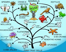 4 Gb2 Learnres Web 07inani In 2020 Phylogenetic Tree Mammals Preschool Activities