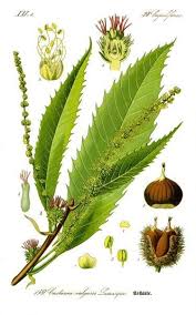 Esskastanien Nicht Nur Auf Dem Weihnachtsmarkt Lecker Und Gesund Esskastanien Pflanzen Vintage Botanische Drucke