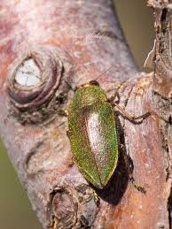 Image result for Perotis