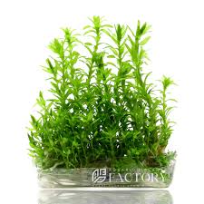 Image result for Limnophila fluviatilis