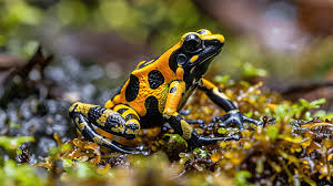 Sapo-Dardo-de-fogo