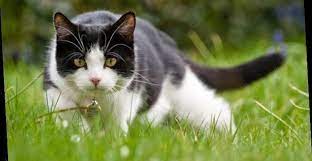 By covering up the fresh dirt, you make that area less inviting. How To Stop Cats From Pooping In The Garden Top Tips To Stop Cats Fouling On Your Lawn My Lifestyle Max