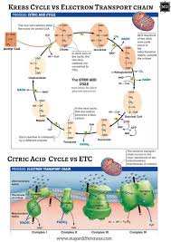 difference between krebs cycle and electron transport chain