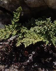 Image result for Pityrogramma argentea