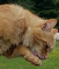 It has been found all over the world. Gastrointestinal Parasites In Cats Does My Cat Have Worms