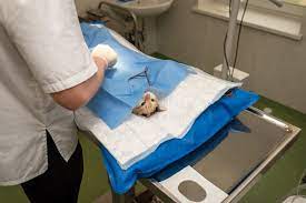 3 Vet Courses In Singapore For The Vet Hopefuls -