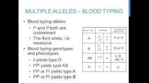 This type of allele is expressed whether there are one or two copies present. Punnett Square Practice Problems Multiple Alleles Youtube