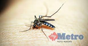 Pengarah jabatan kesihatan negeri, dr mohd fikri ujang berkata, terdapat projek pembinaan yang terhenti dan ada premis yang ditinggalkan akibat perintah kawalan pergerakan (pkp. Kera Punca Aedes Membiak