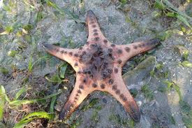Restaurante malayo, local de alitas y restaurante asiático$$$$. Monitoring And Assessment For The Adaptation And Rehabilitation Of Sungai Pulai Estuary Seagrass Ecosystem Johor International Institute Of Aquaculture And Aquatic Sciences